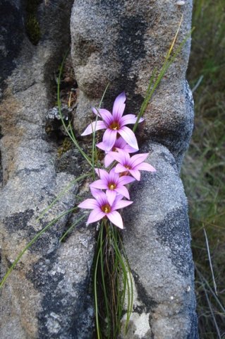 Romulea rosea